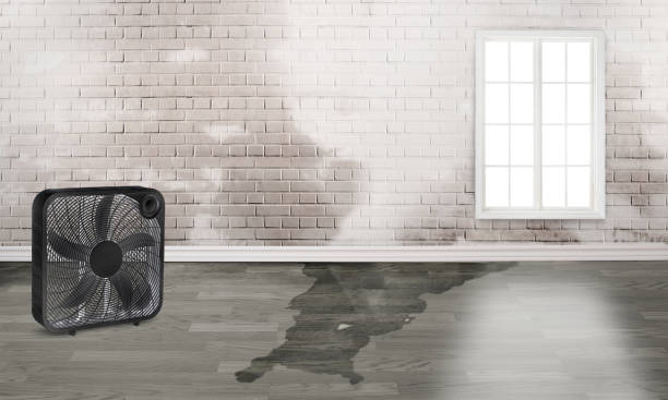 Best Local water damage restoration  in Alamo Heights, TX